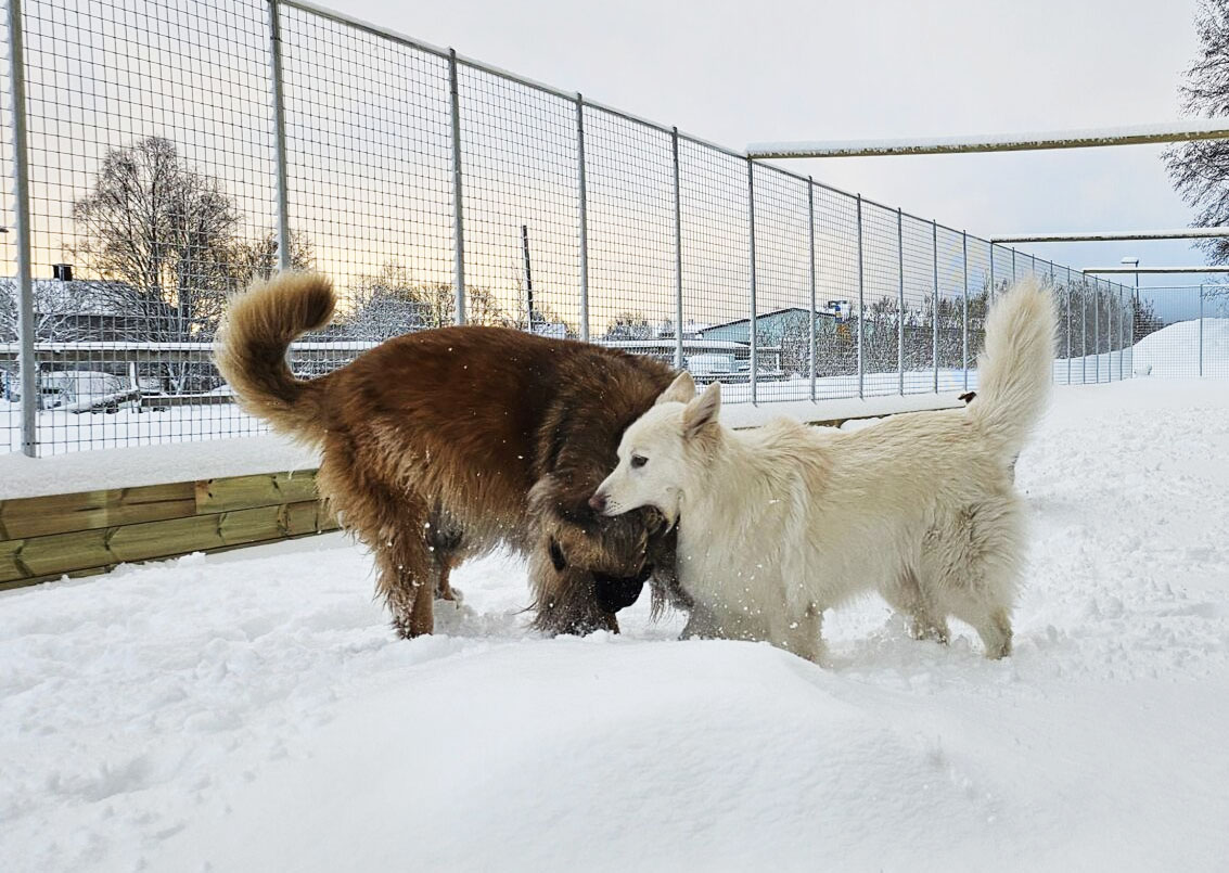Två hundar leker i snöig hage