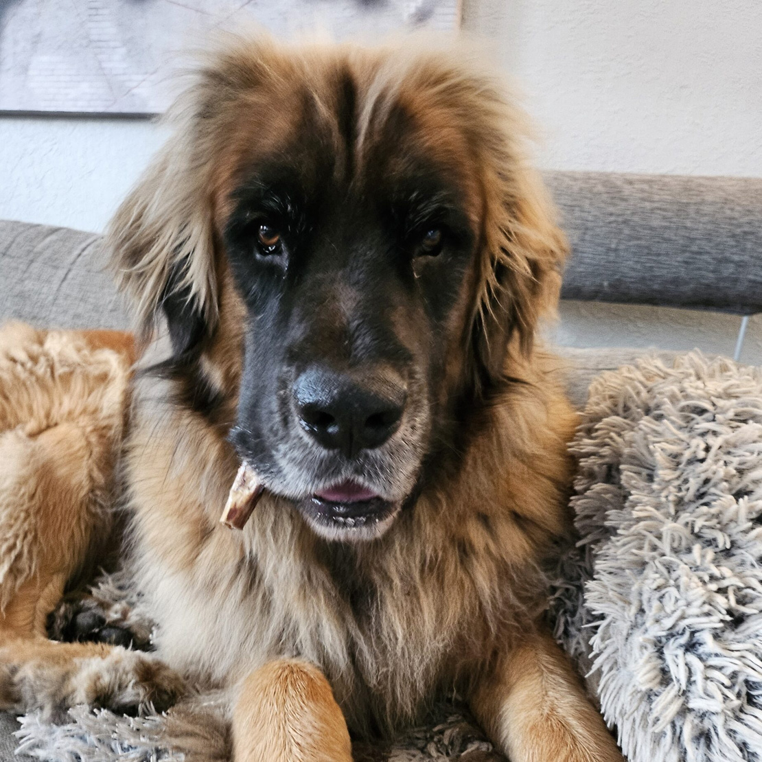 Lugn hund inomhus i dagis